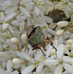 Odontomyia hunteri at Cook, ACT - 3 Jan 2021 04:13 PM