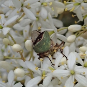 Odontomyia hunteri at Cook, ACT - 3 Jan 2021