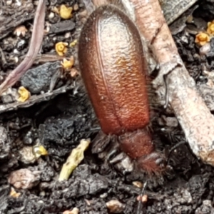 Lagriini sp. (tribe) at Burrinjuck, NSW - 4 Jan 2021 11:10 AM