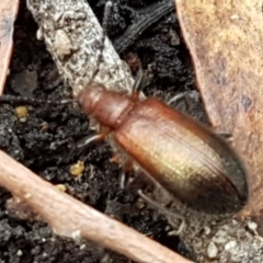 Lagriini sp. (tribe) at Burrinjuck, NSW - 4 Jan 2021 11:10 AM