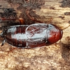 Paratemnopteryx couloniana (A native cockroach) at Bookham, NSW - 4 Jan 2021 by trevorpreston