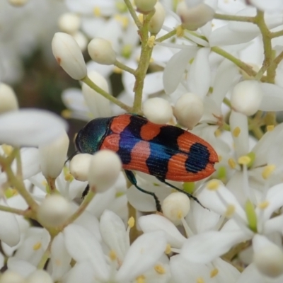 Castiarina crenata (Jewel beetle) at Cook, ACT - 3 Jan 2021 by CathB
