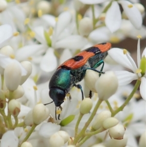 Castiarina crenata at Cook, ACT - 3 Jan 2021