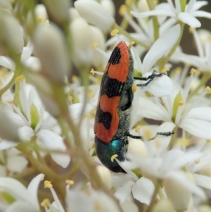 Castiarina crenata at Cook, ACT - 3 Jan 2021