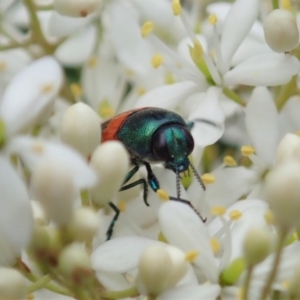 Castiarina crenata at Cook, ACT - 3 Jan 2021