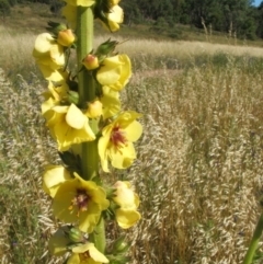 Verbascum virgatum (Green Mullein) at Nangus, NSW - 20 Nov 2010 by abread111