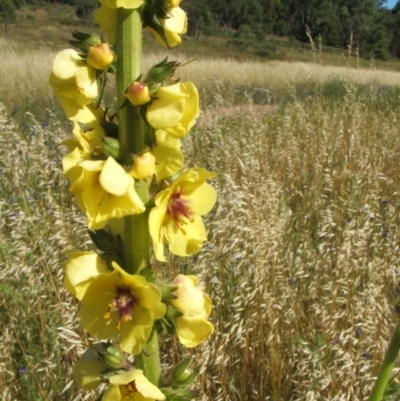 Verbascum virgatum (Green Mullein) at Nangus, NSW - 20 Nov 2010 by abread111