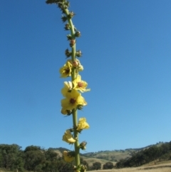 Verbascum virgatum at Nangus, NSW - 20 Nov 2010 08:47 AM