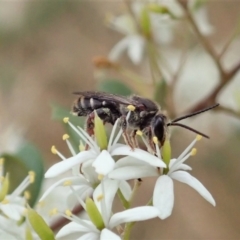 Lipotriches (Austronomia) australica at Cook, ACT - 3 Jan 2021 by CathB