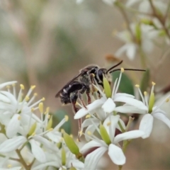 Lipotriches (Austronomia) australica at Cook, ACT - 3 Jan 2021 04:33 PM