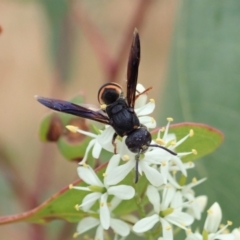 Eumeninae (subfamily) (Unidentified Potter wasp) at Mount Painter - 3 Jan 2021 by CathB