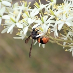 Eumeninae (subfamily) at Cook, ACT - 3 Jan 2021