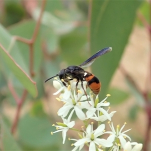 Eumeninae (subfamily) at Cook, ACT - 3 Jan 2021