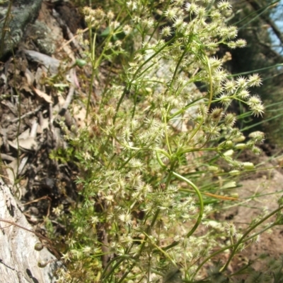 Daucus glochidiatus (Australian Carrot) at Nangus, NSW - 19 Nov 2010 by abread111