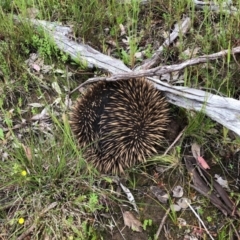 Tachyglossus aculeatus (Short-beaked Echidna) at Cook, ACT - 4 Nov 2020 by CathB