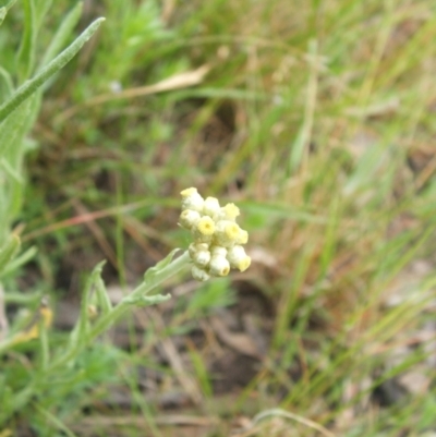 Pseudognaphalium luteoalbum (Jersey Cudweed) at Nangus, NSW - 21 Dec 2010 by abread111