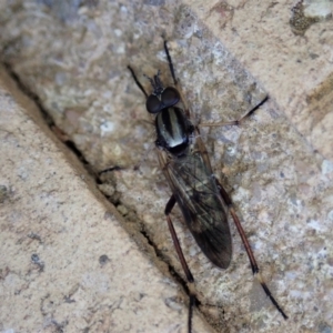 Ectinorhynchus sp. (genus) at Cook, ACT - suppressed