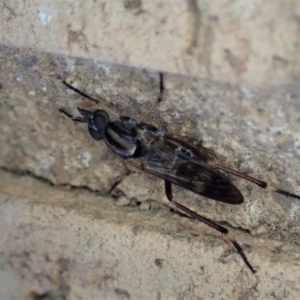 Ectinorhynchus sp. (genus) at Cook, ACT - suppressed