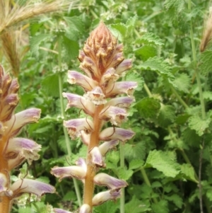 Orobanche minor at Nangus, NSW - 15 Nov 2010