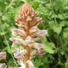 Orobanche minor at Nangus, NSW - 15 Nov 2010