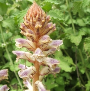 Orobanche minor at Nangus, NSW - 15 Nov 2010