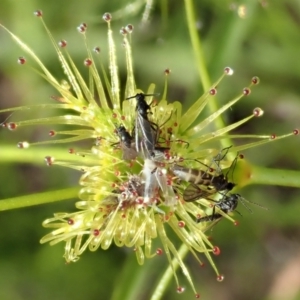 Mycetophilidae (family) at Cook, ACT - 2 Nov 2020