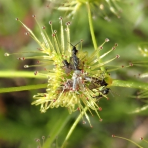 Mycetophilidae (family) at Cook, ACT - 2 Nov 2020