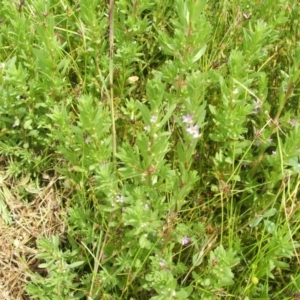 Lythrum hyssopifolia at Nangus, NSW - 15 Nov 2010 01:29 PM