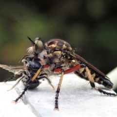 Thereutria amaraca (Spine-legged Robber Fly) at Cook, ACT - 17 Dec 2020 by CathB