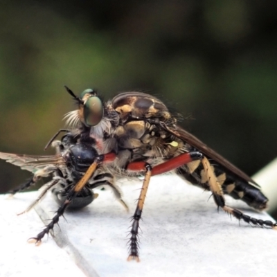 Thereutria amaraca (Spine-legged Robber Fly) at Cook, ACT - 17 Dec 2020 by CathB