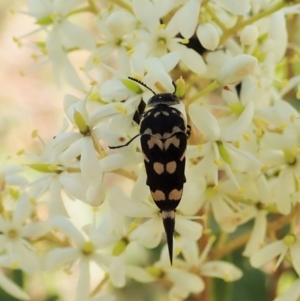 Hoshihananomia leucosticta at Cook, ACT - 26 Dec 2020