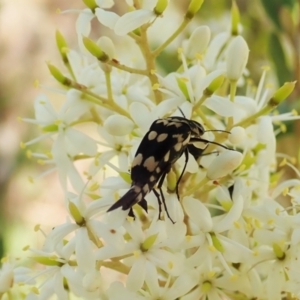 Hoshihananomia leucosticta at Cook, ACT - 26 Dec 2020