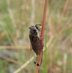 Galanga labeculata (Double-spotted cicada) at Cook, ACT - 30 Dec 2020 by CathB