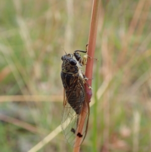 Galanga labeculata at Cook, ACT - 31 Dec 2020