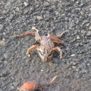 Limnodynastes peronii at Fyshwick, ACT - 4 Jan 2021