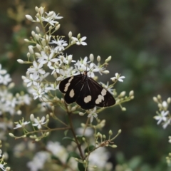 Nyctemera amicus (Senecio Moth, Magpie Moth, Cineraria Moth) at Majura, ACT - 30 Dec 2020 by Tammy