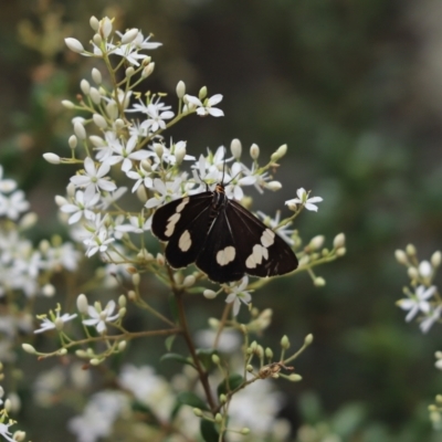 Nyctemera amicus (Senecio Moth, Magpie Moth, Cineraria Moth) at P11 - 30 Dec 2020 by Tammy