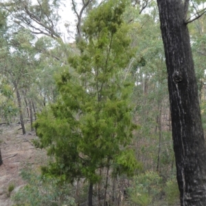 Exocarpos cupressiformis at Yass River, NSW - 31 Dec 2020