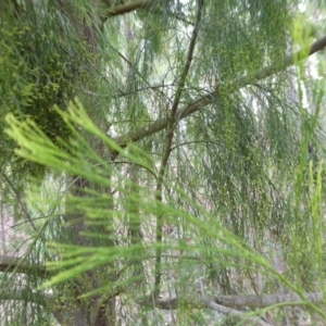 Exocarpos cupressiformis at Yass River, NSW - 31 Dec 2020