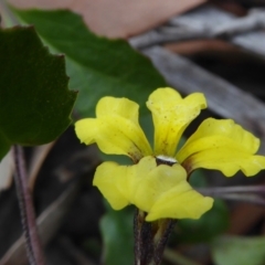 Goodenia hederacea (Ivy Goodenia) at Yass River, NSW - 31 Dec 2020 by SenexRugosus