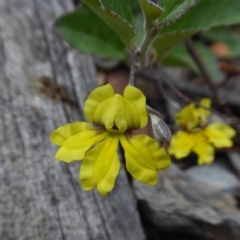 Goodenia hederacea at Yass River, NSW - 31 Dec 2020