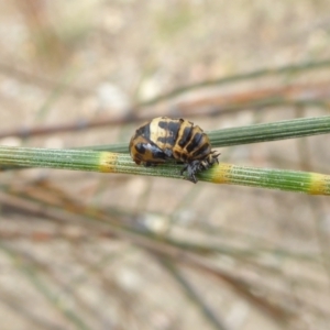 Harmonia conformis at Yass River, NSW - 2 Jan 2021