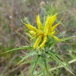 Carthamus lanatus at Yass River, NSW - 3 Jan 2021