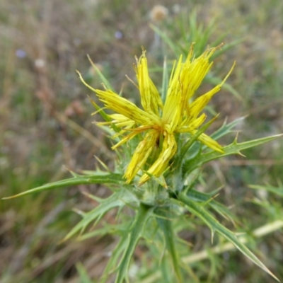 Carthamus lanatus (Saffron Thistle) at Yass River, NSW - 3 Jan 2021 by SenexRugosus