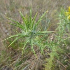 Carthamus lanatus at Yass River, NSW - 3 Jan 2021