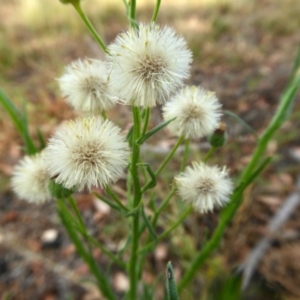 Erigeron bonariensis at Yass River, NSW - 3 Jan 2021 04:27 PM