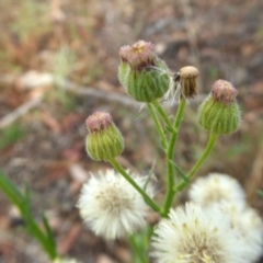 Erigeron bonariensis at Yass River, NSW - 3 Jan 2021 04:27 PM