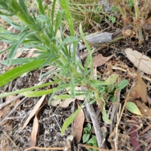 Erigeron bonariensis at Yass River, NSW - 3 Jan 2021 04:27 PM