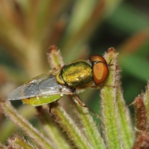 Odontomyia decipiens at Acton, ACT - 1 Jan 2021