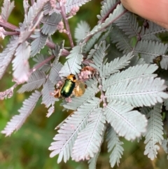 Aporocera (Aporocera) consors (A leaf beetle) at Murrumbateman, NSW - 3 Jan 2021 by SimoneC